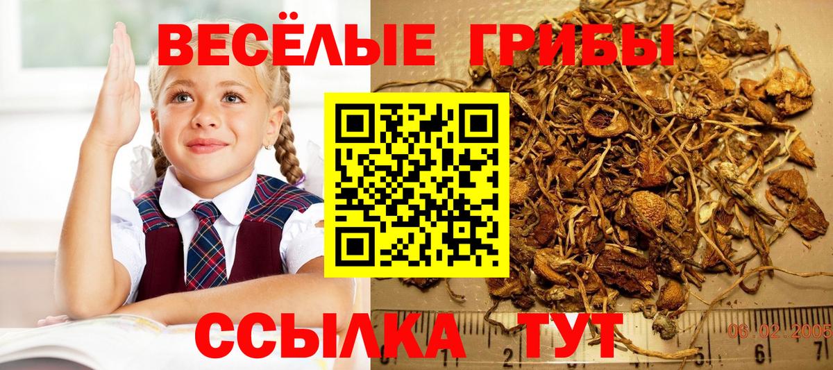 Галлюциногенные грибы Psilocybe  Псилоцибиновые грибы Magic Shrooms  Вход с VPN  Луга 
